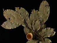 Lecythidaceae